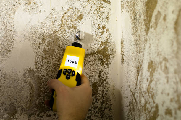 Best Black Mold Removal  in USA